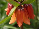 Crown imperial